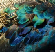 Tissu mural - B10104 – Image 2