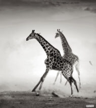 Tissu mural - B10100 – Image 2