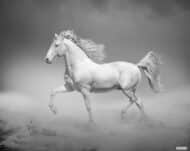 Tissu mural - B10101 – Image 2