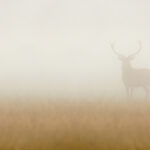 Tissu mural - B30001