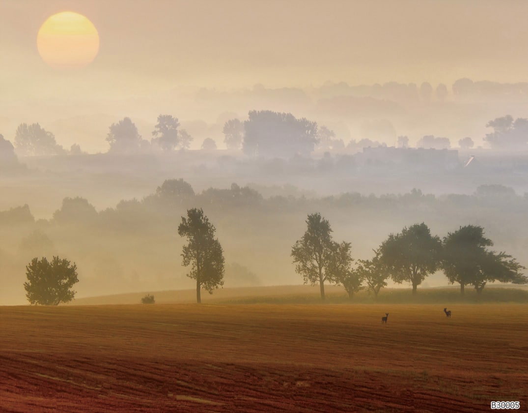 B30005 Papier peint - B30005 – Image 1