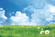 Papier peint - B30009 – Image 2