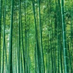 Tissu mural - B30040