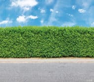 Papier peint - B90023 – Image 2