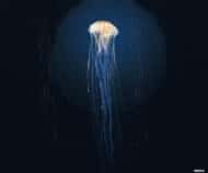 Tissu mural - BT0127 – Image 5