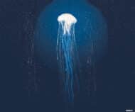 Tissu mural - BT0127 – Image 2