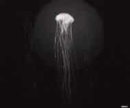 Tissu mural - BT0127 – Image 4