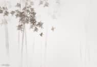 Papier peint - CX24007 – Image 3