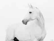 Tissu mural - E12036 – Image 2