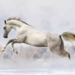 Tissu mural - E12038