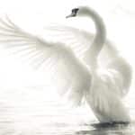 Tissu mural - E12045