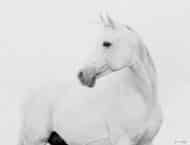 Tissu mural - E12036 – Image 3