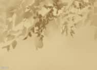 Papier peint - G25009 – Image 3