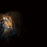 Papier peint - H10098