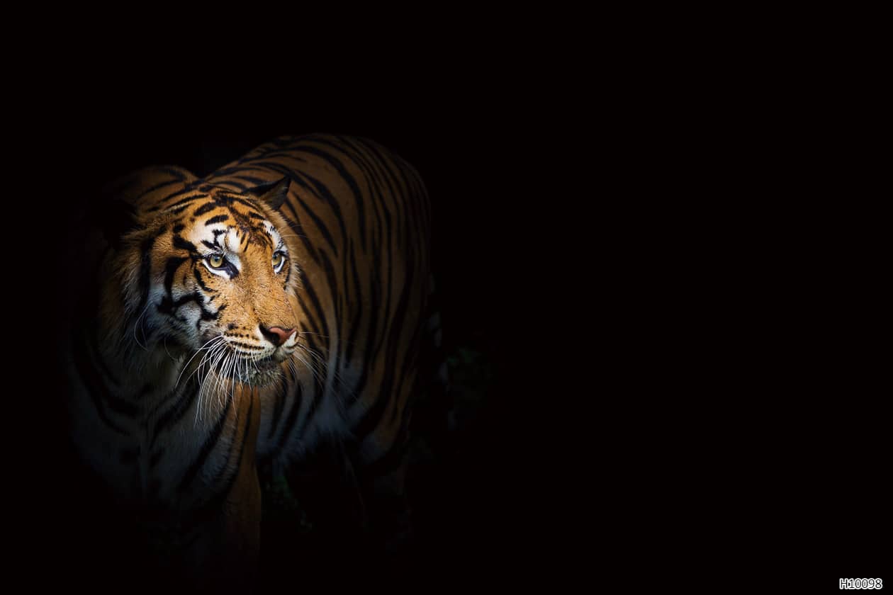 H10098 Tissu mural - H10098 – Image 1