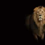 Tissu mural - H10099