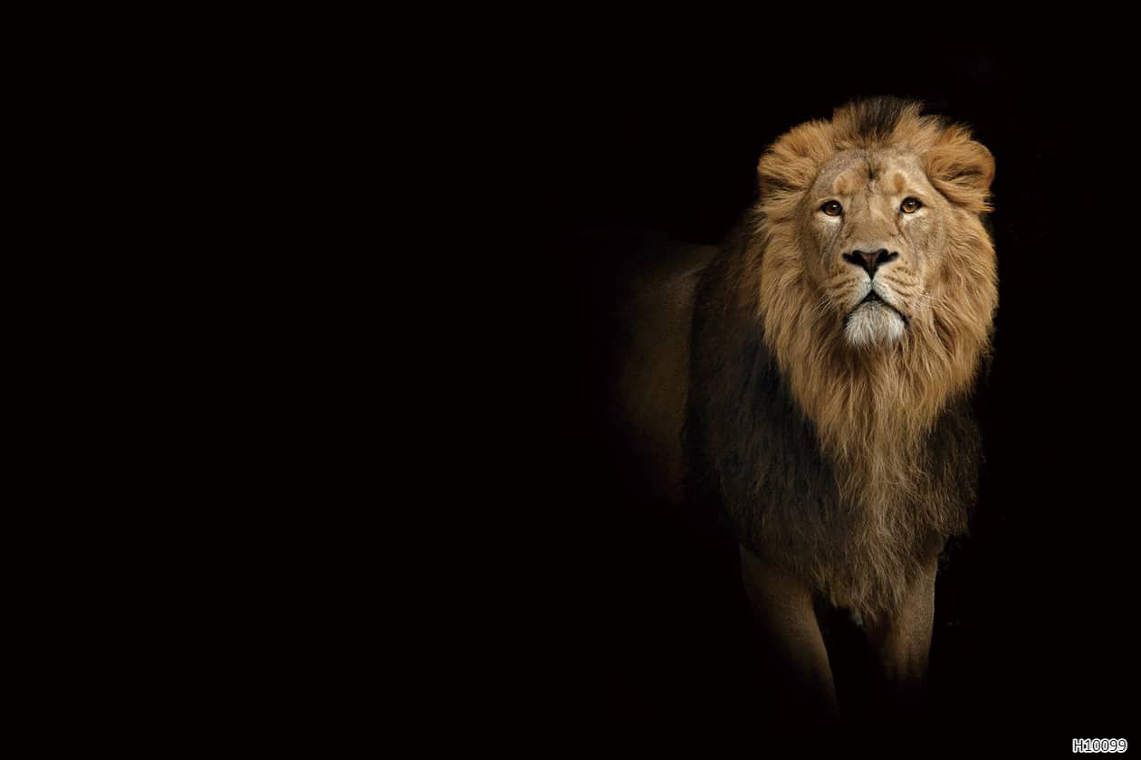 H10099 Papier peint - H10099 – Image 1