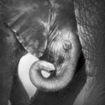 Papier peint - H10100