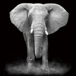 Tissu mural - H10101