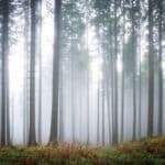 Papier peint - H10113