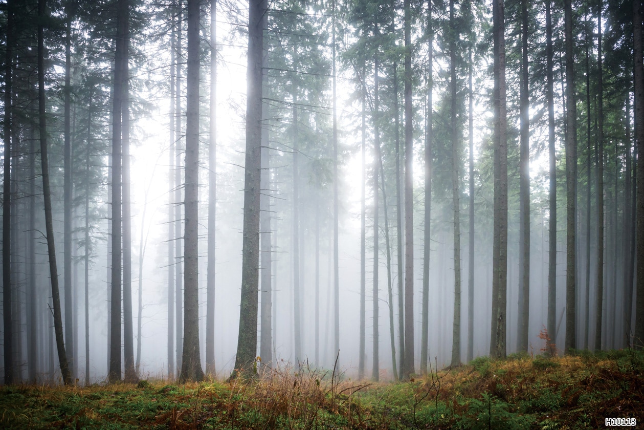 H10113 Papier peint - H10113 – Image 1