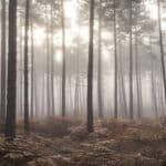 Papier peint - H10114