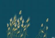 Tissu mural - SC0020 – Image 3