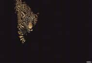 Papier peint - SC0022 – Image 2